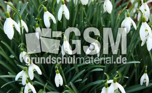 Schneeglöckchen 009.jpg